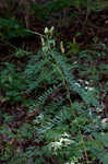 Canadian milkvetch